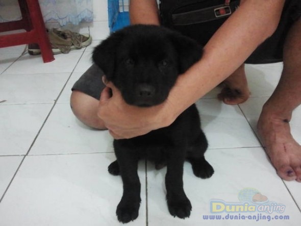 50+ Anjing golden retriever hitam release