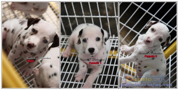 Dunia Anjing Jual Anjing Dalmatian Dijual 3 Ekor Anak Anjing