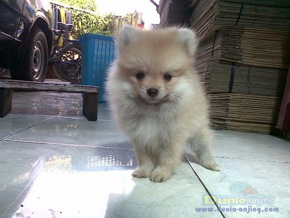 45+ Harga anjing mini pom murah download