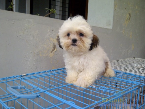 16+ Anjing shih tzu mini information