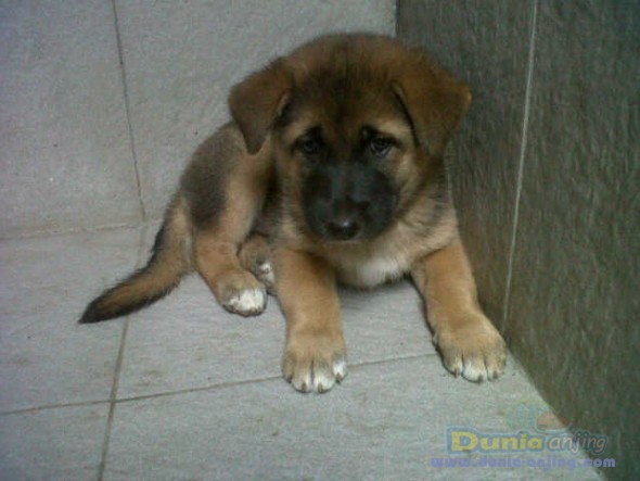 30+ Jual anjing mix herder new