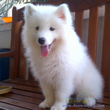 30++ Anjing jenis samoyed ideas