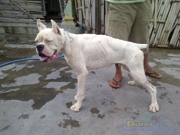 Dunia Anjing | Jual Anjing Boxer - Boxer Jantan Remaja Albino Langka