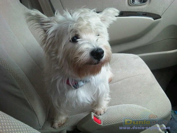 Dunia Anjing | Jual Anjing West Highland White Terrier - Westie Betina