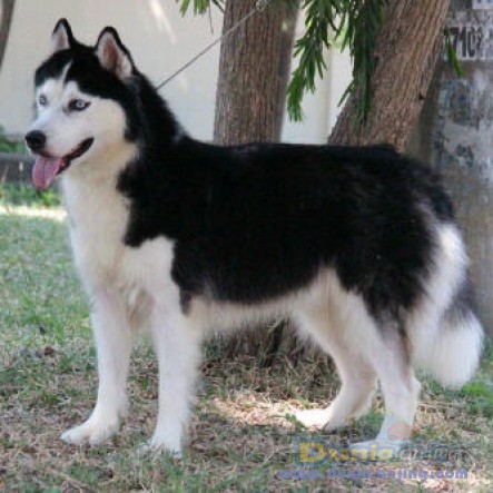 35+ Harga anjing husky siberian download