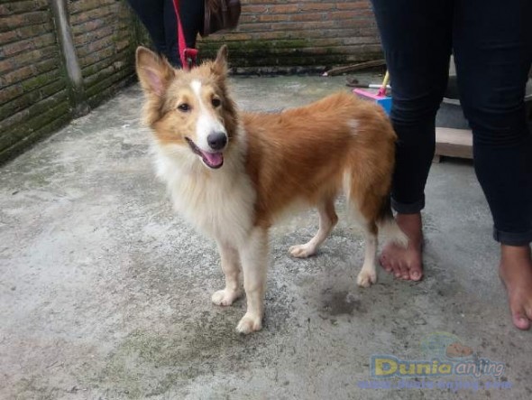 25++ Harga anjing collie new