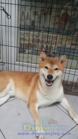 41++ Anjing shiba inu dijual release