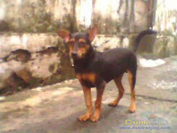 45+ Jual anjing mix herder ideas in 2021 