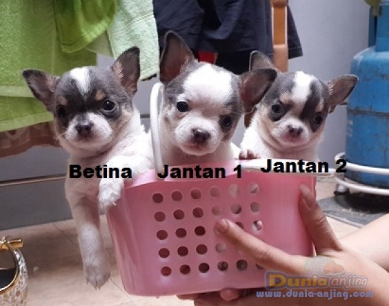 34++ Harga anjing chihuahua mini information