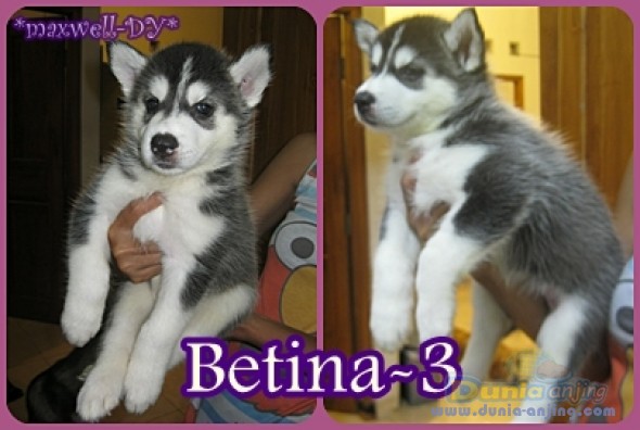 Dunia Anjing | Jual Anjing Siberian Husky - For Sale Husky Jogja