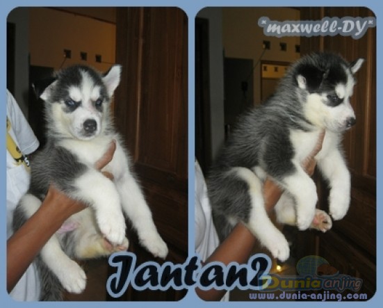 Dunia Anjing | Jual Anjing Siberian Husky - For Sale Husky Jogja