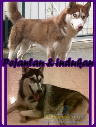 Dunia Anjing | Jual Anjing Siberian Husky - For Sale Husky Jogja