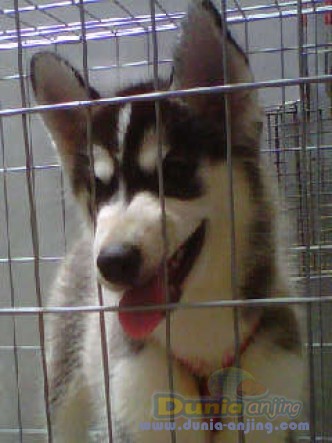 Dunia Anjing | Jual Anjing Siberian Husky - Puppies Siberian Husky Jogja