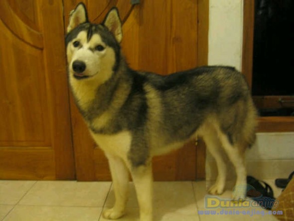 Dunia Anjing | Jual Anjing Siberian Husky - Siberian Husky Jogja