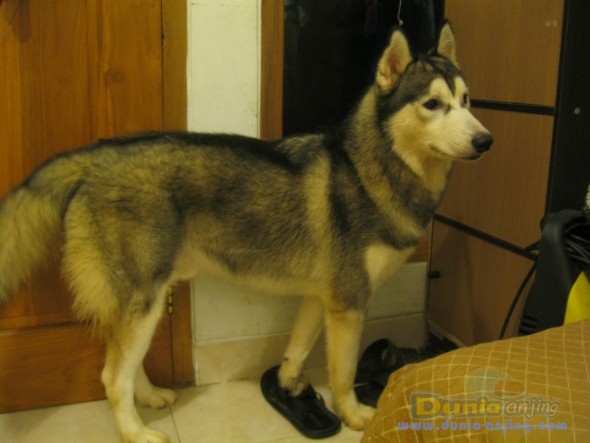 Dunia Anjing | Jual Anjing Siberian Husky - Siberian Husky Jogja