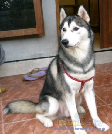 Dunia Anjing | Jual Anjing Siberian Husky - Siberian Husky Jogja