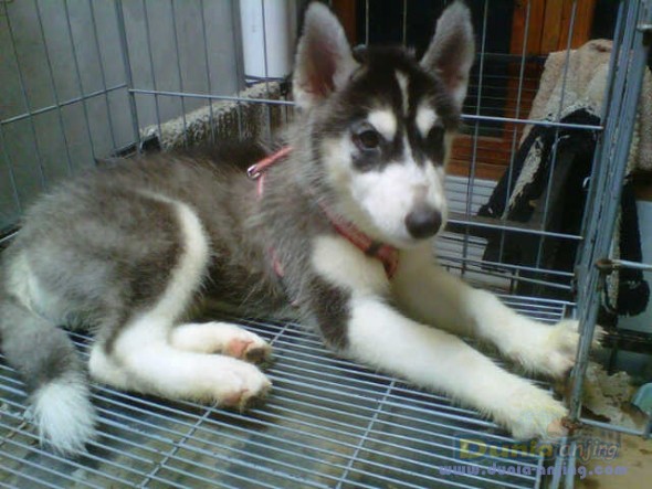 Dunia Anjing | Jual Anjing Siberian Husky - Puppies Siberian Husky Jogja