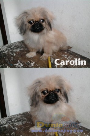 Dunia Anjing | Jual Anjing Pekingese - Dijual Pekingese 3 Ekor