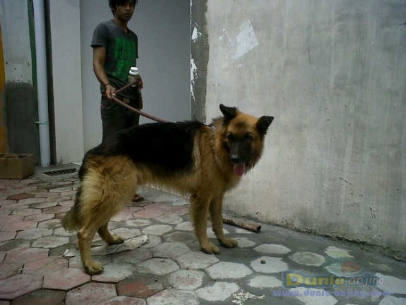 13++ Anjing herder harga release