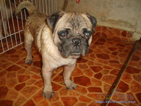 Dunia Anjing | Jual Anjing Pug - PUG JANTAN - 1