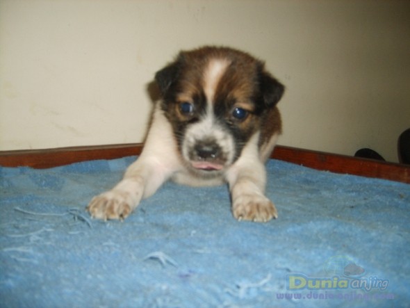 Dunia Anjing | Jual Anjing Beagle - MIX BEAGLE - 1