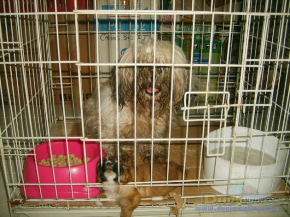 Dunia Anjing | Jual Anjing Lainnya / Mix Breed - SHIH TZU MURAH