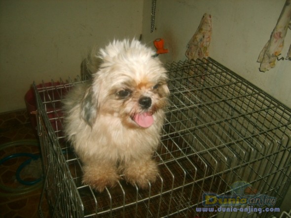 Dunia Anjing | Jual Anjing Shih Tzu - SHIH TZU