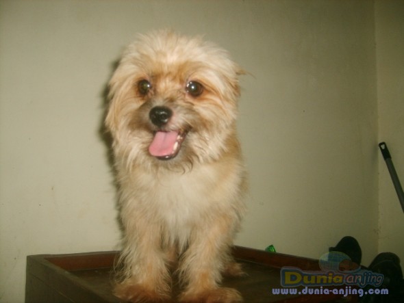 Dunia Anjing | Jual Anjing Shih Tzu - SEPASANG SHIH TZU MURAH