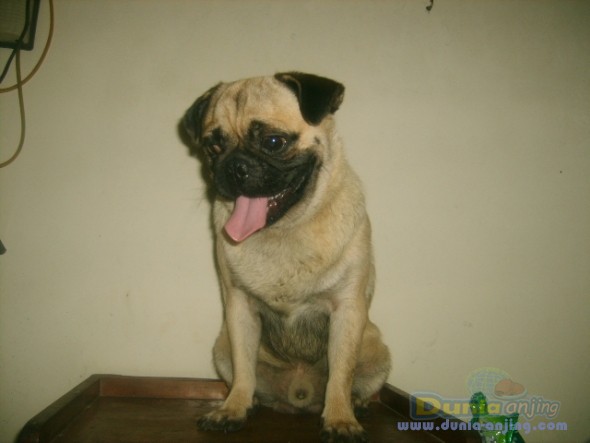 Dunia Anjing | Jual Anjing Pug - PUG JANTAN