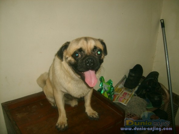 Dunia Anjing | Jual Anjing Pug - PUG JANTAN