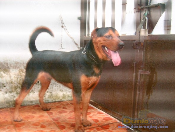 32++ Anjing rottweiler mix kampung ideas