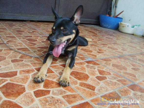 Dunia Anjing | Jual Anjing Lainnya / Mix Breed - MIX BREED DOBERMAN