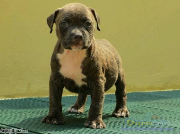 download american bully champion bloodline