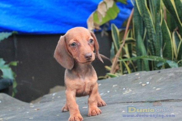 Dunia Anjing | Jual Anjing Dachshund - Anjing Dijual