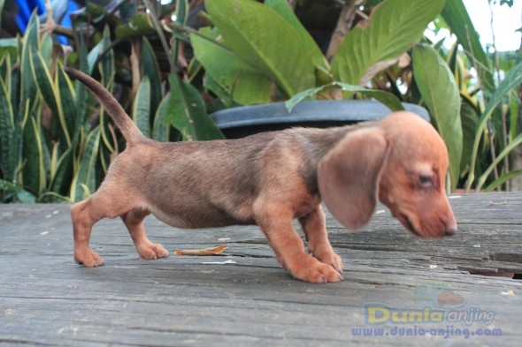 Dunia Anjing | Jual Anjing Dachshund - Anjing Dijual