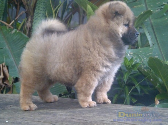 Dunia Anjing | Jual Anjing Chow Chow - Anjing Dijual