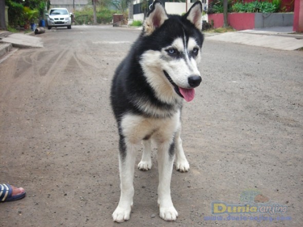 23+ Gambar anjing husky siberian update