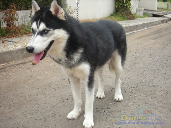 Gambar Harga Anjing Husky Terbaru Hari Update Desember 2017 Umur 3 di