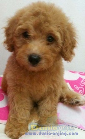 26++ Harga anjing toy poodle update