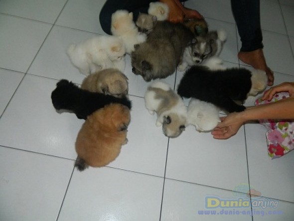 13++ Jual anjing super mini pom surabaya ideas