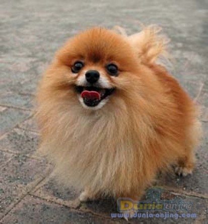 Dunia Anjing | Jual Anjing Pomeranian - Jual Cepat POM Stb, Jantan