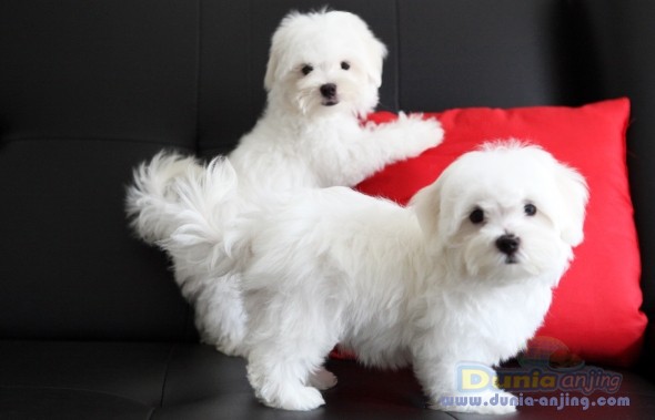 20+ Anjing maltese putih terbaru