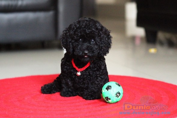 Dunia Anjing Jual Anjing Poodle Black Tiny Toy Poodle Anakan Import