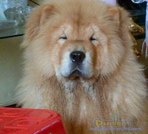 12++ Anjing chow chow dijual ideas in 2021 