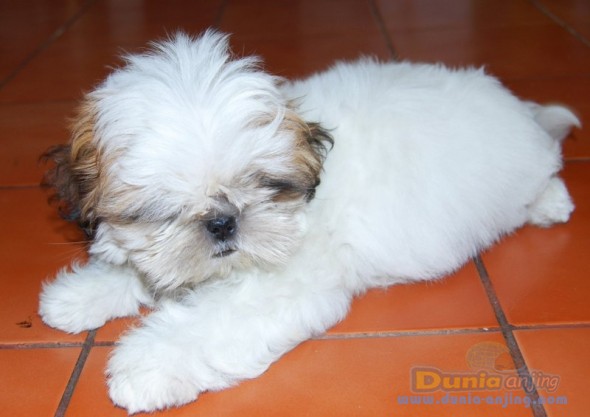 Dunia Anjing | Jual Anjing Shih Tzu - Jual Shitsu Bagus!