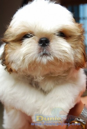 Dunia Anjing | Jual Anjing Shih Tzu - Jual Shitsu Bagus!