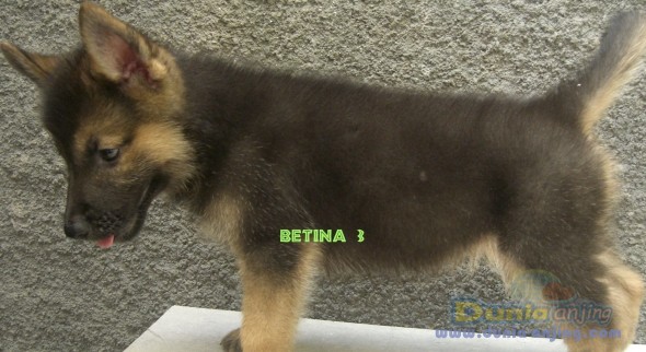 46+ Anjing herder mix husky information