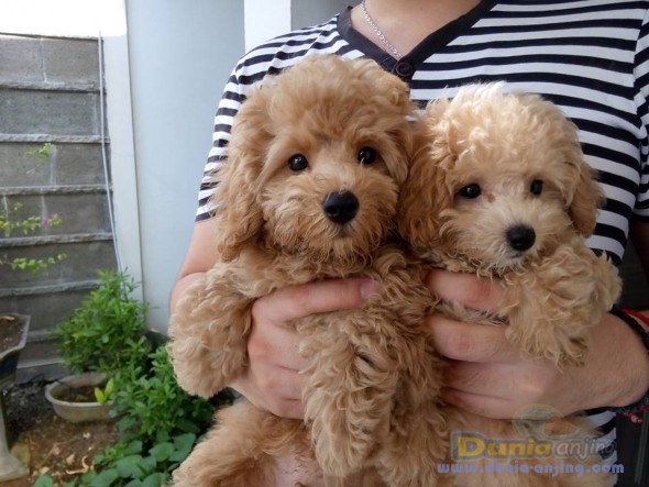 toy poodle harga