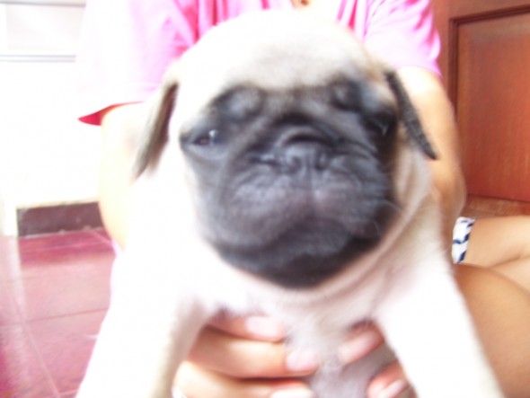 Dunia Anjing | Jual Anjing Pug - Cute Pug