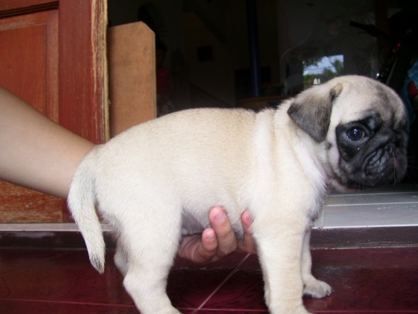 Dunia Anjing | Jual Anjing Pug - Cute Pug